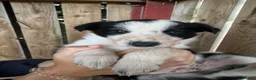 Border Collie dogs for sale: cute border collie pups - Advert 17