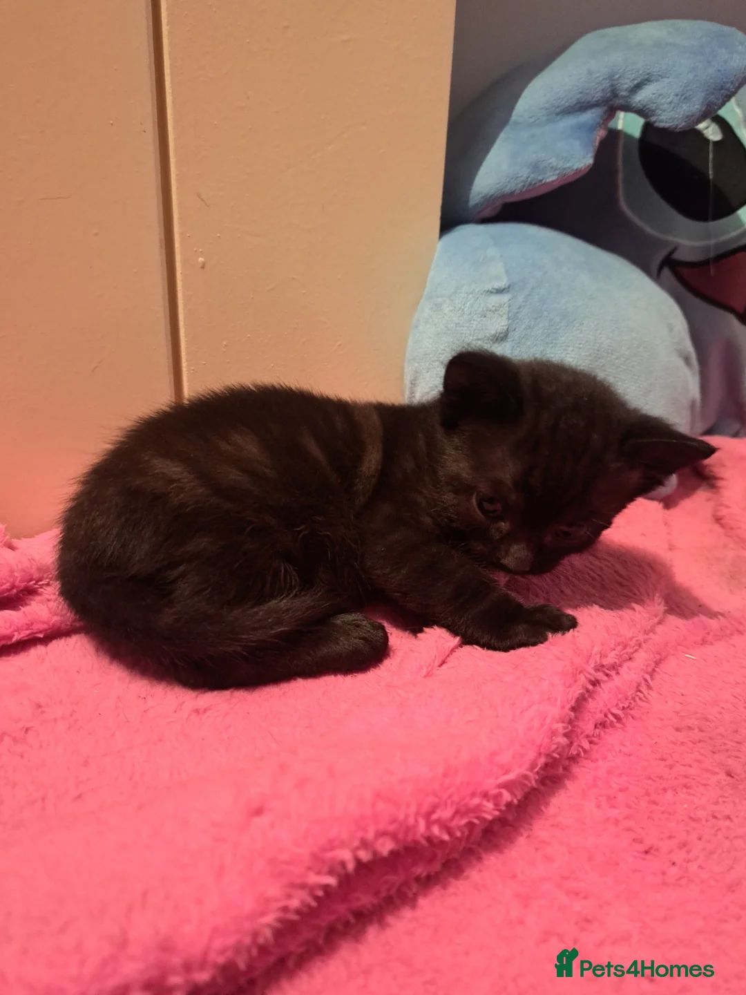 Mixed Breed cats for sale: Two beautifull boys kitten in Southend-on-Sea - Advert 2