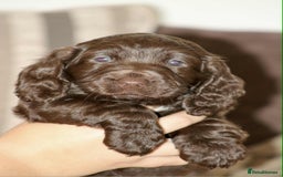 Cockapoo dogs for sale: Adorable Cockerpoo puppies F1B - Image 13
