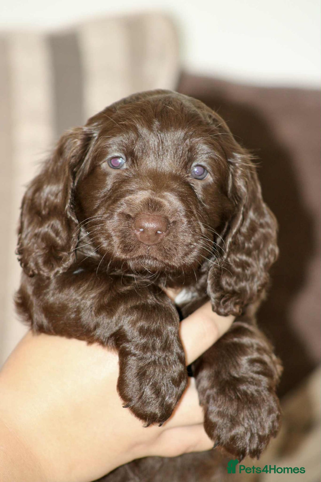 Cockapoo dogs for sale: Adorable Cockerpoo puppies F1B - Image 13