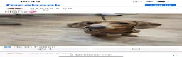 Miniature Dachshund dogs for sale: Charlie  in Stoke-on-Trent - Advert 3