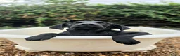 Labrador Retriever dogs for sale: 1 STUNNING BLACK KC BOY - Advert 13