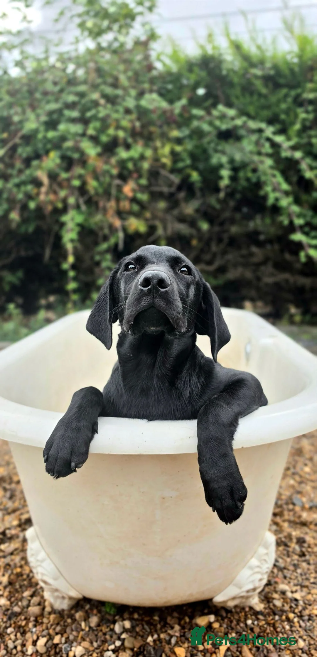 Labrador Retriever dogs for sale: 1 STUNNING BLACK KC BOY - Advert 13