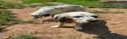 English Setter dogs for adoption: Musa  in New Romney - Advert 7