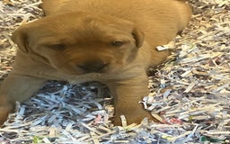 Labrador Retriever dogs for sale: Fox Red Labrador pup - Advert 2