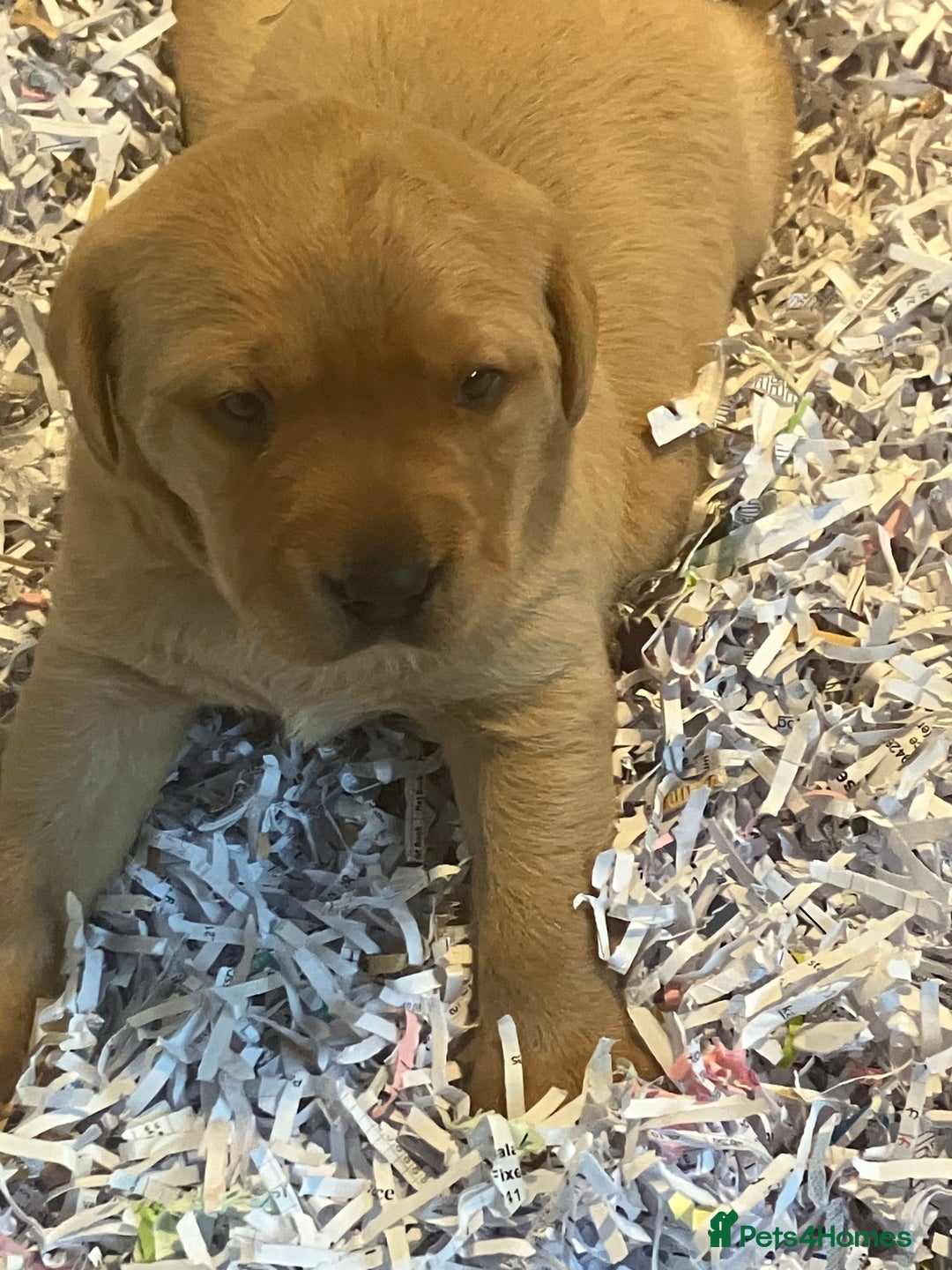 Labrador Retriever dogs for sale: Fox Red Labrador pup - Advert 2