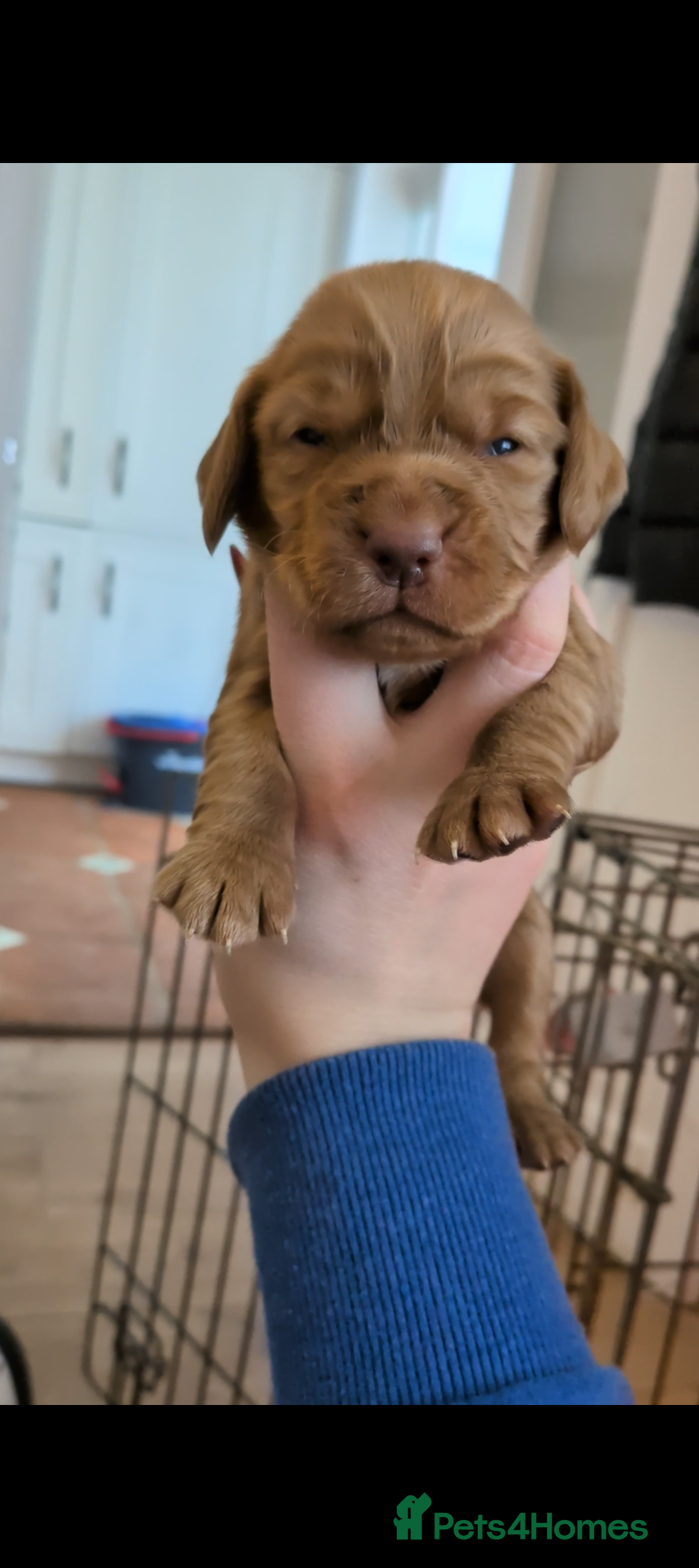 Cocker Spaniel dogs for sale: 2 RED MALE KC DNA CLEAR PUPS TO RESERVE - Advert 4