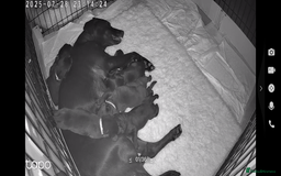 Labrador Retriever dogs for sale: Quality KC registered BLK Labrador Retriever Bitch - Image 6