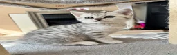 British Shorthair cats for sale: Four Beautiful BSH Tabby Kittens  - Advert 28