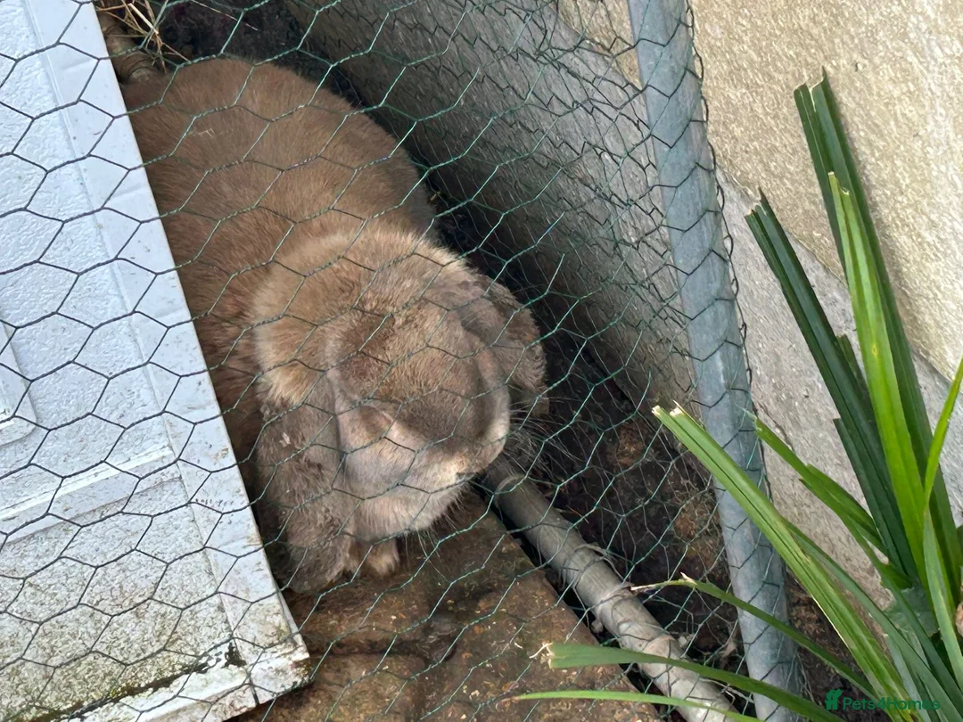 French Lop rabbits for sale: Breeding pair - Advert 8