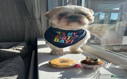 Shih Tzu dogs for stud: Murphy  - Image 2