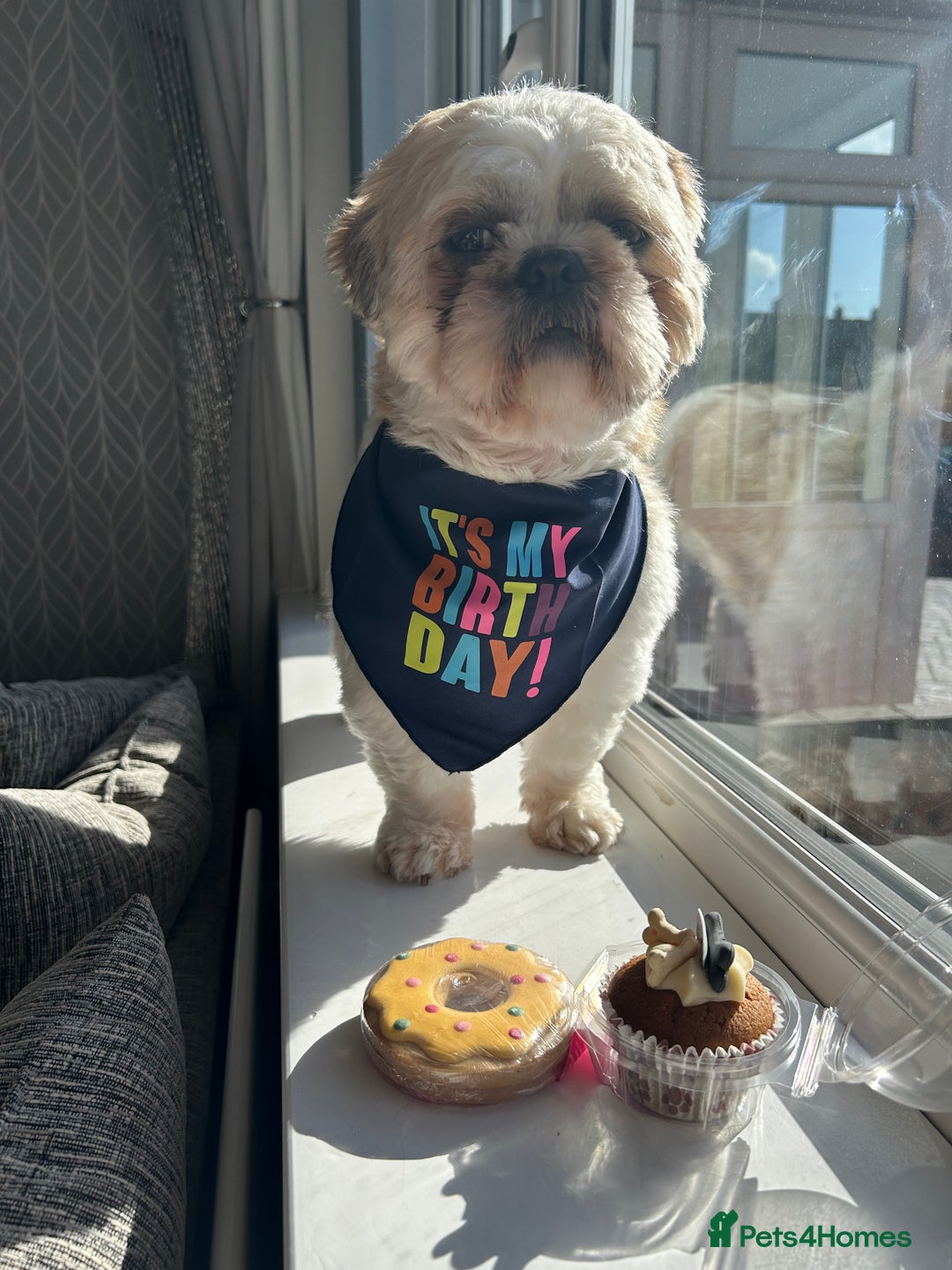 Shih Tzu dogs for stud: Murphy  - Image 2