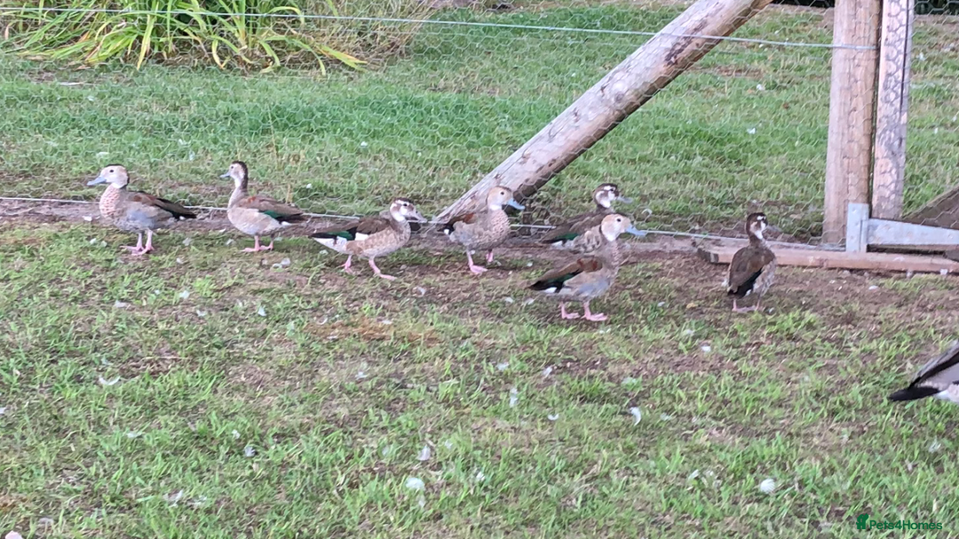 Mixed Breed birds for sale: Ornamental ducks and geese for sale - Image 5