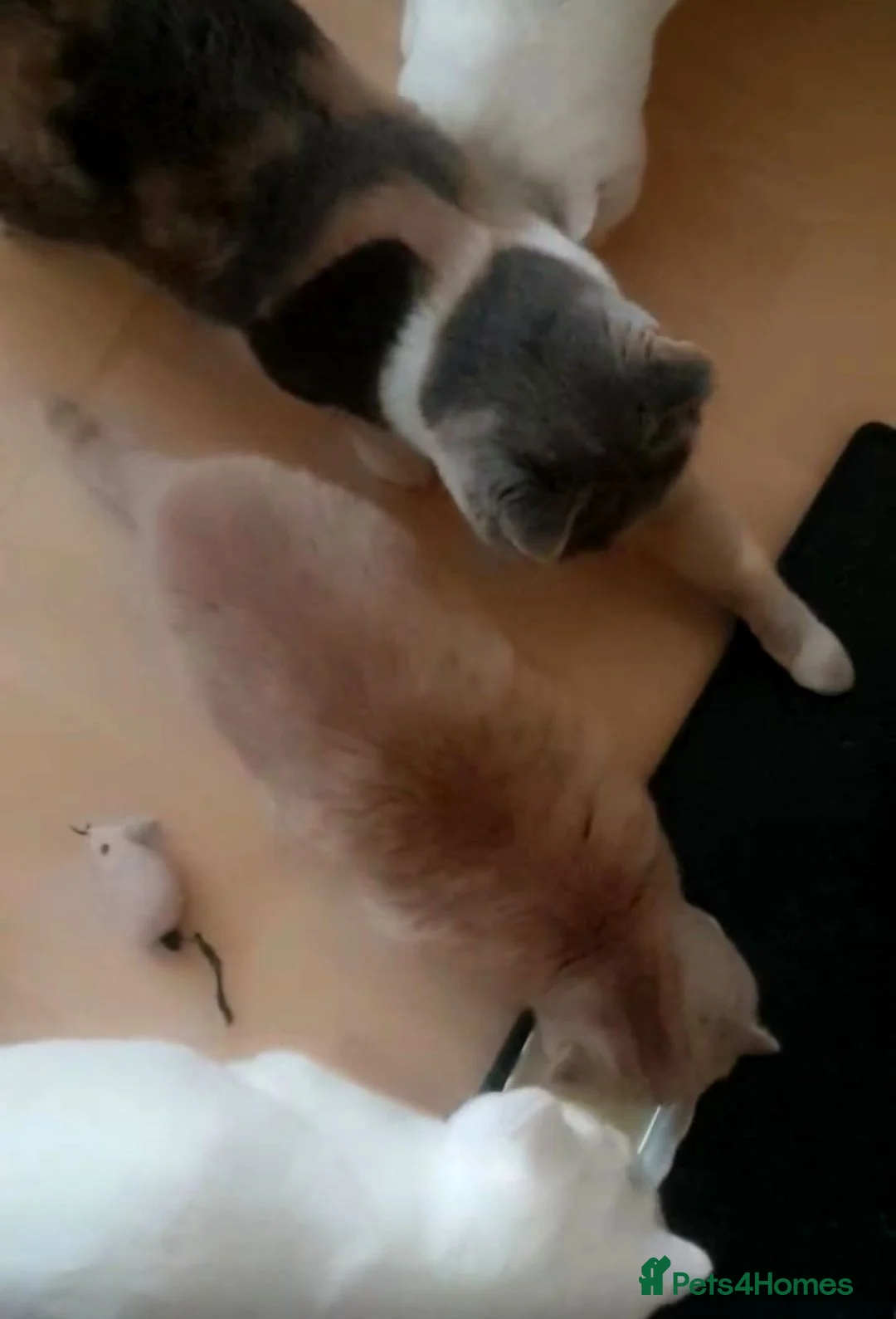 British Shorthair cats for sale: 🏡 Home Sweet Home - Advert 3