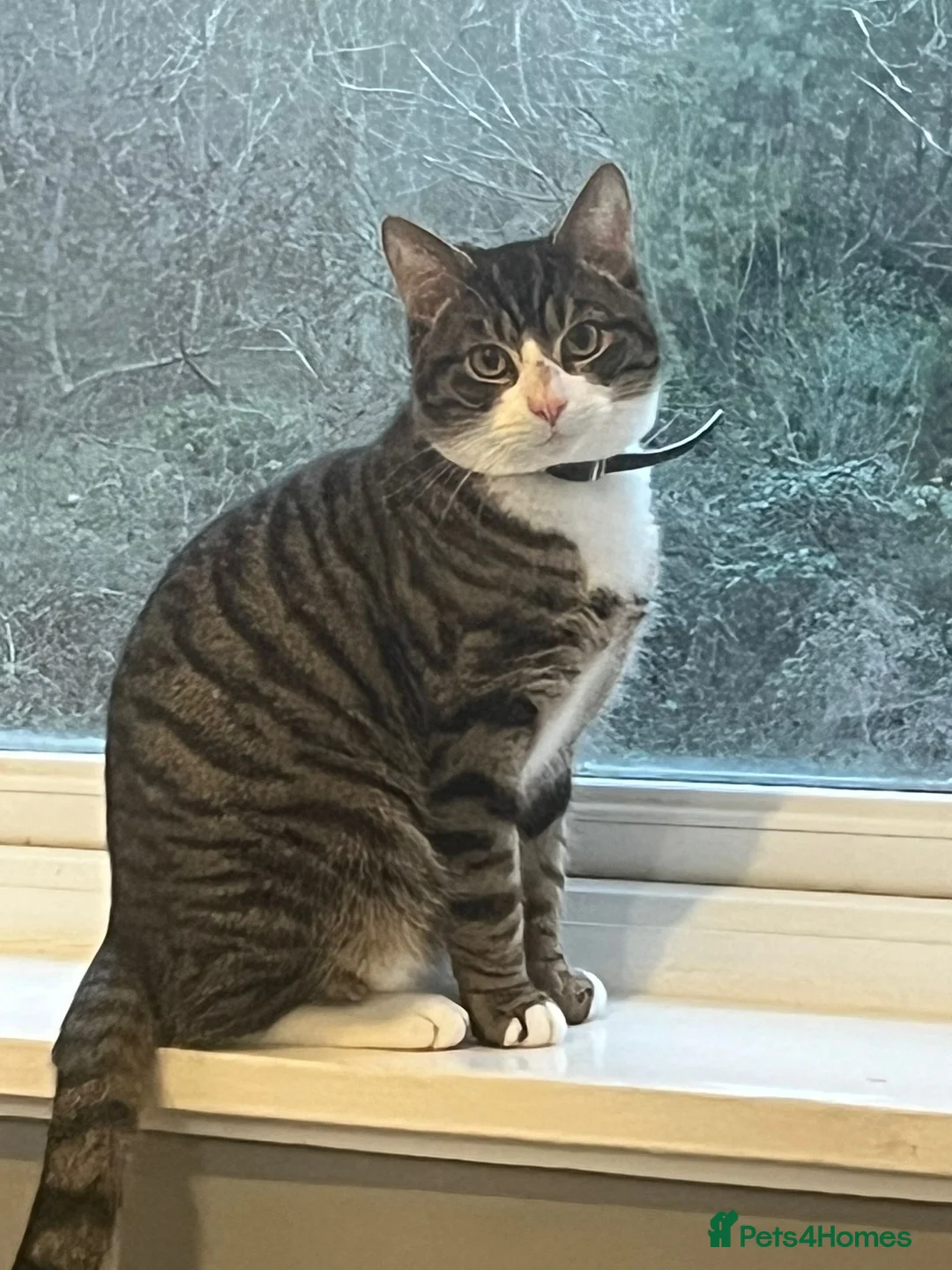 British Shorthair cats for sale: tabby cat in Birmingham - Advert 1