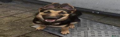 German Shepherd 1