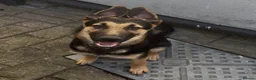 German Shepherd dogs for sale: 6 months old German Shepard cross Belgian mal - Advert 2