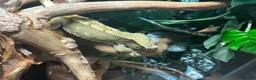 Gecko reptiles for sale: Crested gecko and setup.  in Milton Keynes - Advert 3