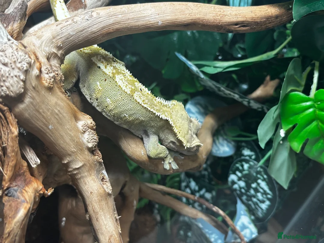 Gecko reptiles for sale: Crested gecko and setup.  in Milton Keynes - Advert 3
