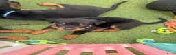 Rottweiler dogs for sale: Not tobe missed Beautiful strong healthy pups  - Advert 6