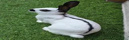 English Spot rabbits for sale: Charlie English spotted female - Advert 2