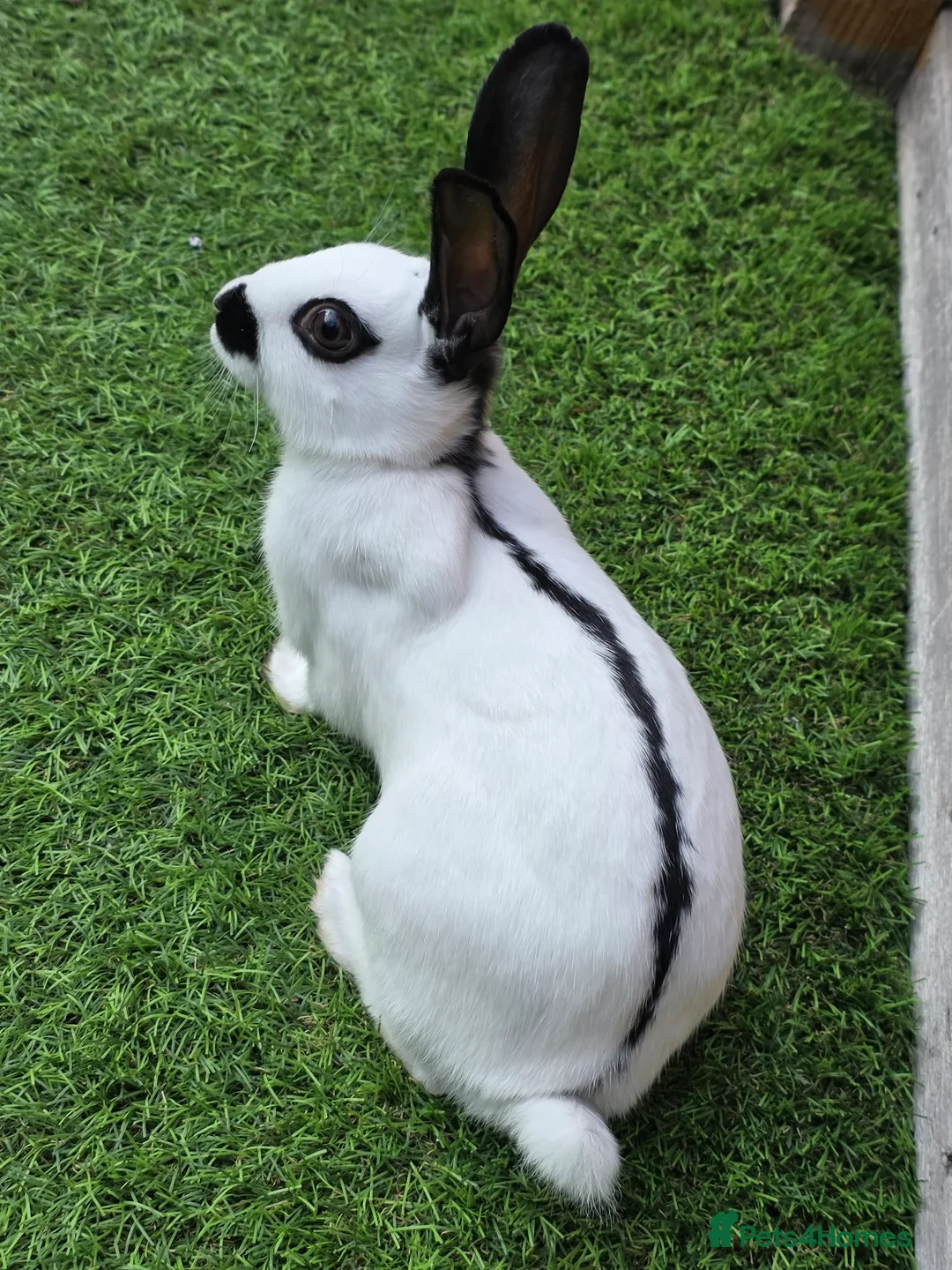English Spot rabbits for sale: Charlie English spotted female - Advert 2
