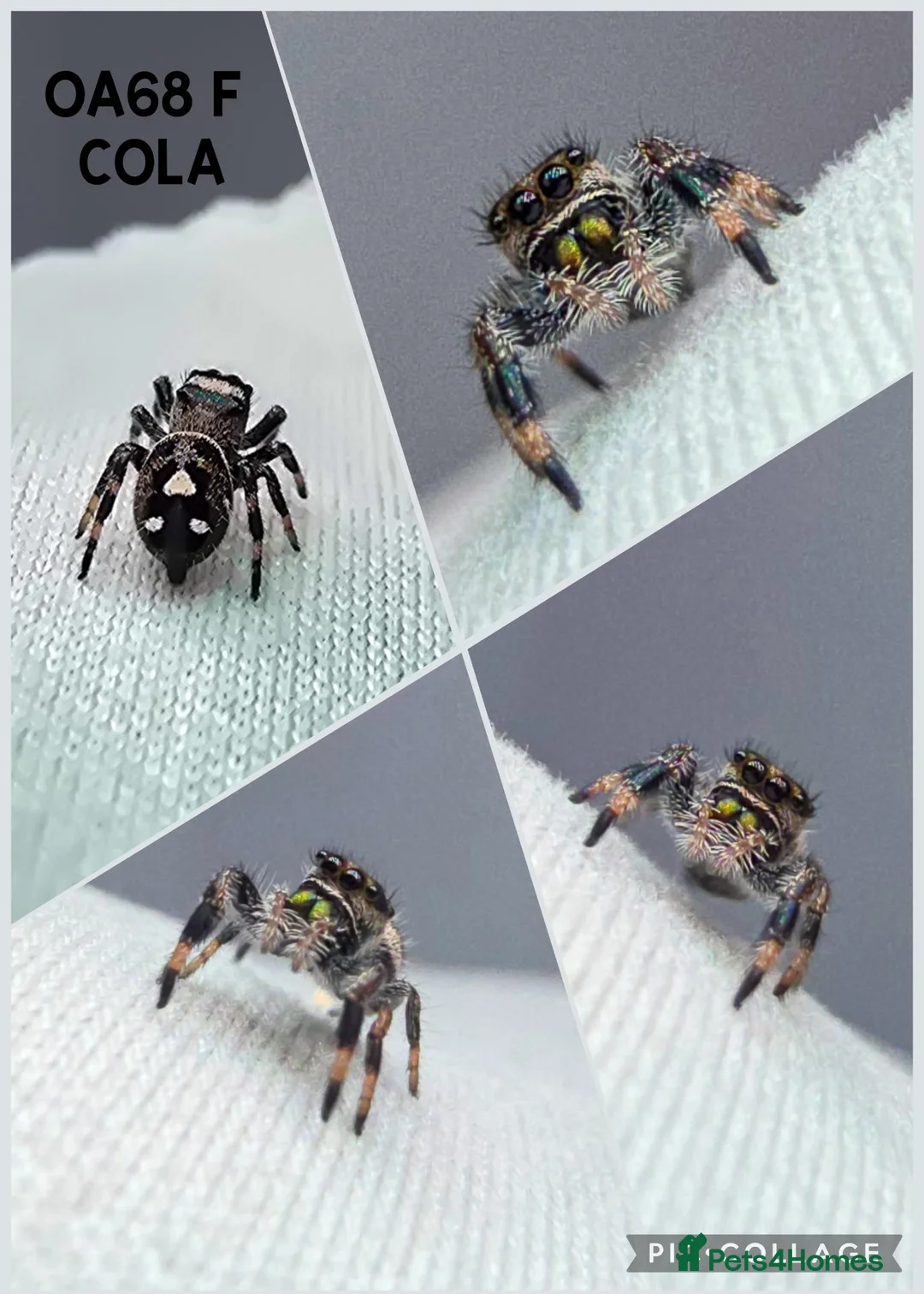 Spiders invertebrates for sale: Jumping spider - Advert 7