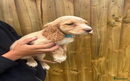 Cocker Spaniel dogs for sale: Cocker Spaniel Puppies - Image 12