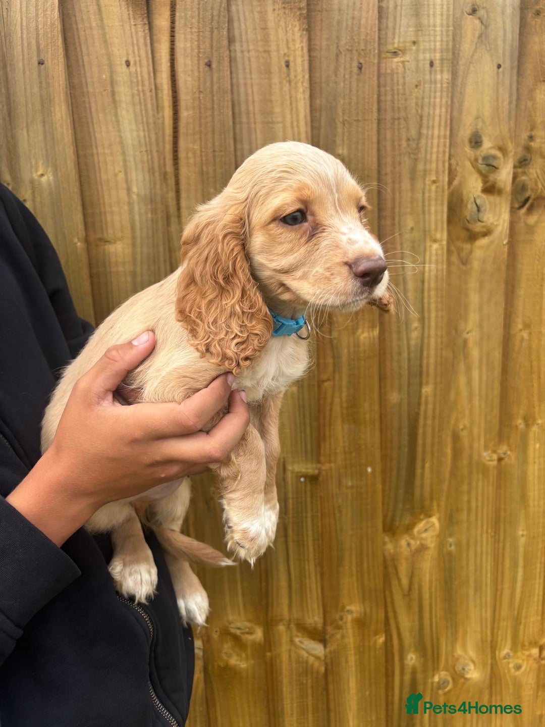 Cocker Spaniel dogs for sale: Cocker Spaniel Puppies - Image 12