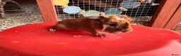 Guinea Pig rodents for sale: Guinea pigs sows/boars  - Advert 6