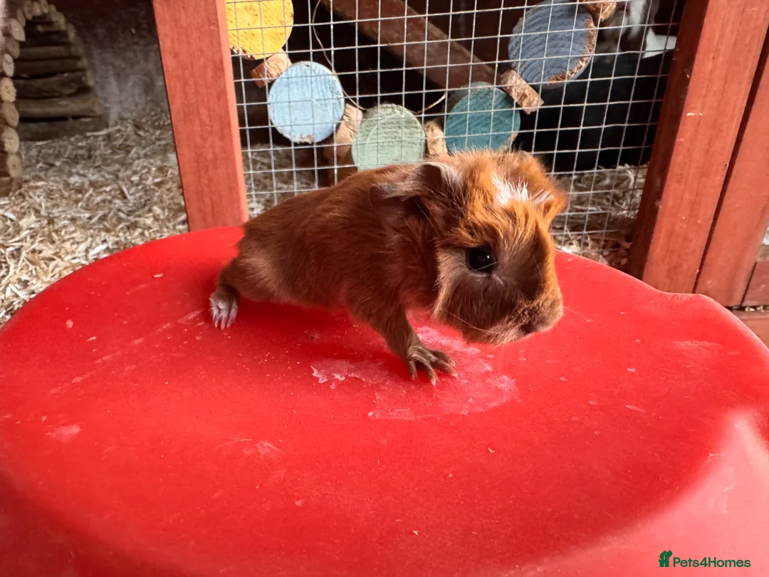 Guinea Pig rodents for sale: Guinea pigs sows/boars  - Advert 6