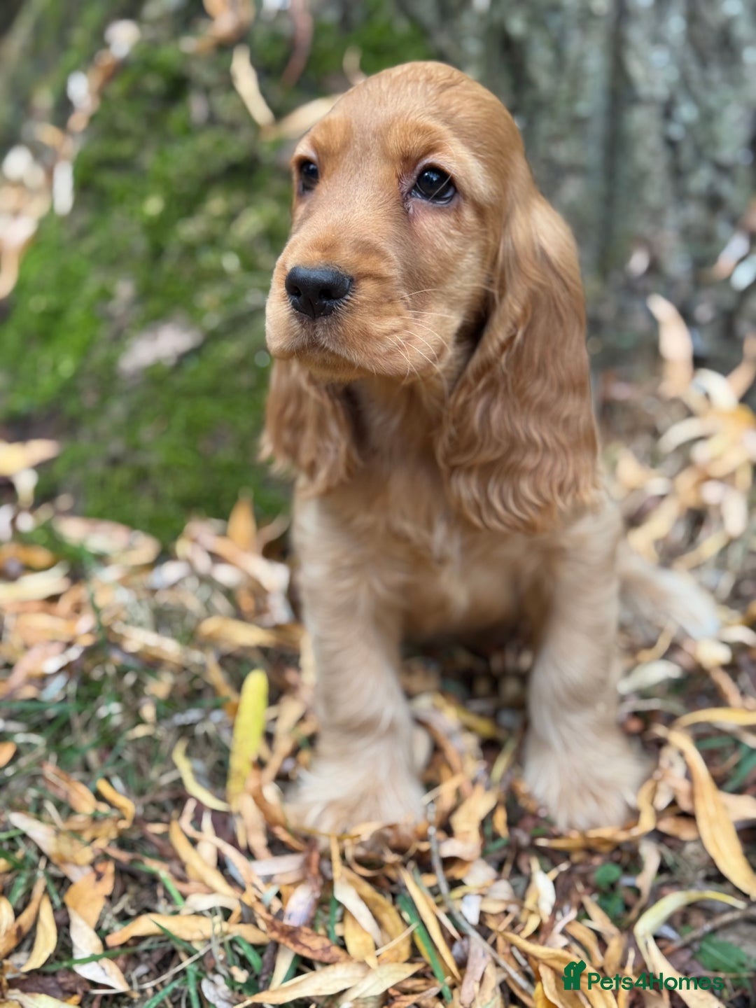 Cocker Spaniel dogs for sale: TRUE SHOW TYPE HEALTH TESTED SHOW TYPE  - Image 6