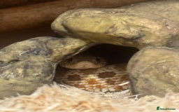 Snake reptiles for sale: Hognose snake and set up  - Image 4