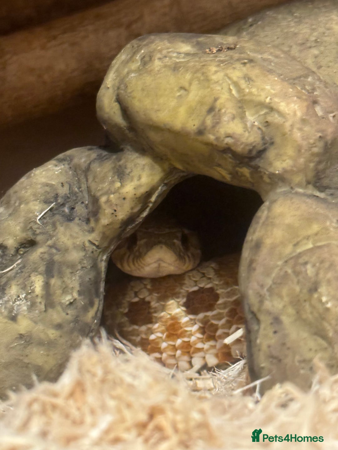 Snake reptiles for sale: Hognose snake and set up  - Image 4