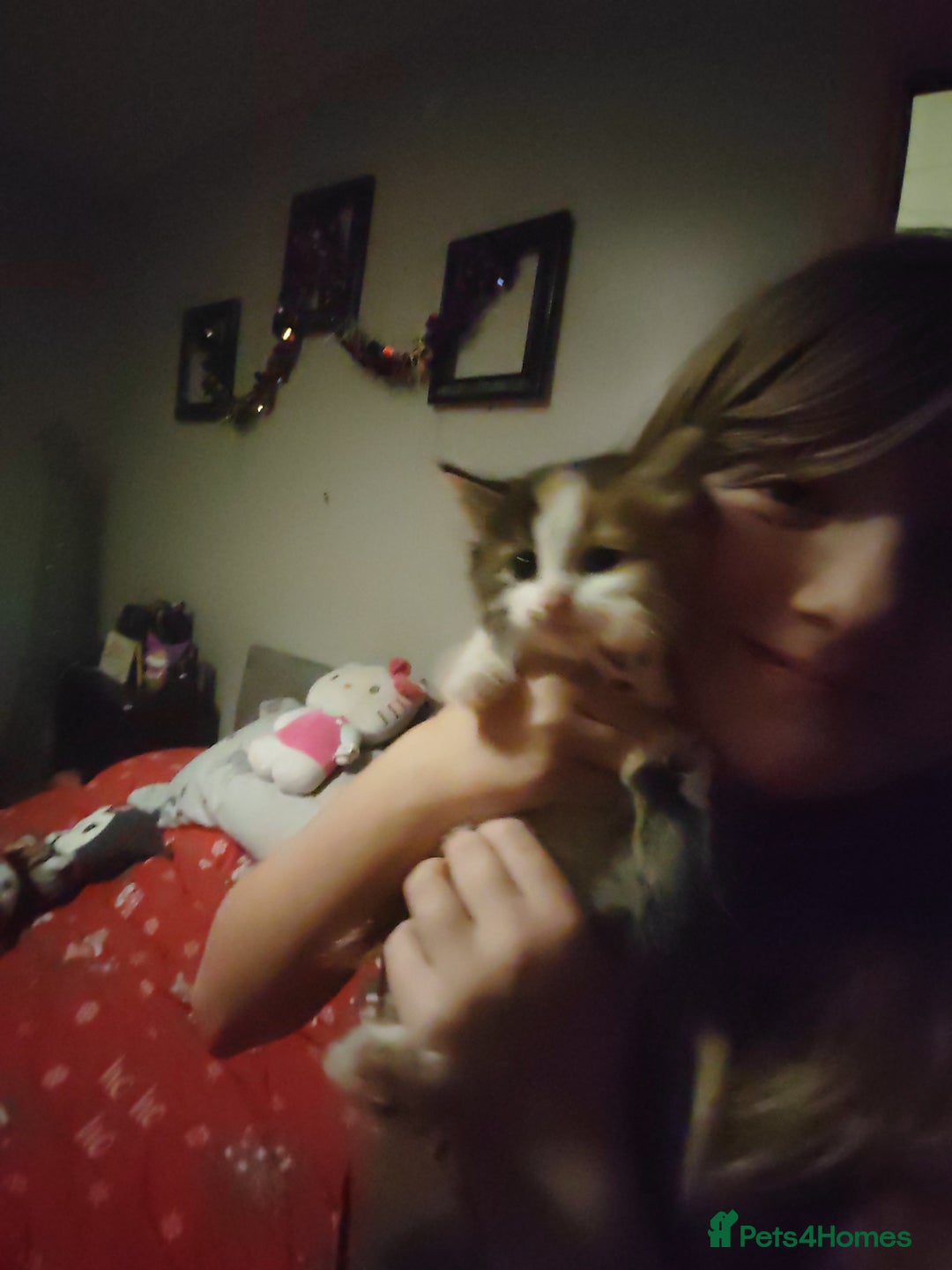 Mixed Breed cats for sale: Beautiful fluffy kittens  - Advert 11