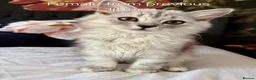 British Longhair cats for sale: Most Beautiful British Longhair Kittens - Advert 19