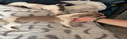 Whippet dogs for sale: Amazing whippet puppies  - Advert 22