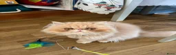 Persian cats for sale: 1 year old champagne pure breed Persian boy  - Advert 7