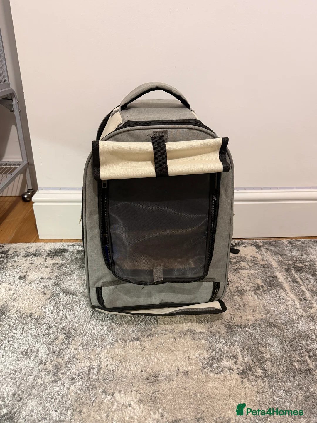 Parakeets birds for sale: Beautiful funny Indian Ringneck loves to sing, fly - Advert 10