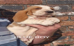 Basset Hound dogs for sale: KC BASSET HOUND PUPPIES, HEALTH TESTED PARENTS  - Image 4