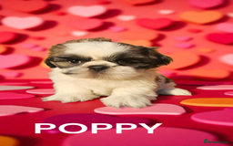 Shih Tzu dogs for sale: 💕🐶💕 STUNNING SHIH TZU 💕🐶💕 - Image 24