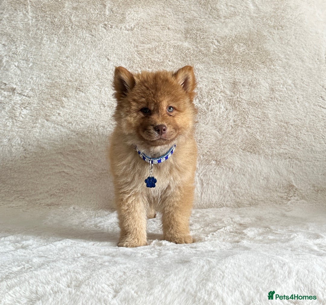 Chow Chow dogs for sale: Exotic colour chowsky puppies for sale  - Image 7