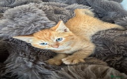Domestic Shorthair cats for sale: Ginger female - Image 2