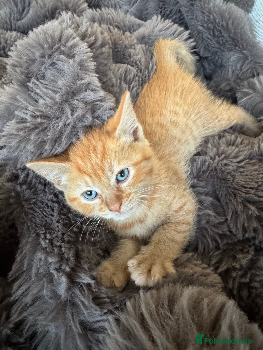Domestic Shorthair cats for sale: Ginger female - Image 2