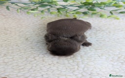 Mini Lop rabbits for sale: Mini lops waiting list open  - Image 6