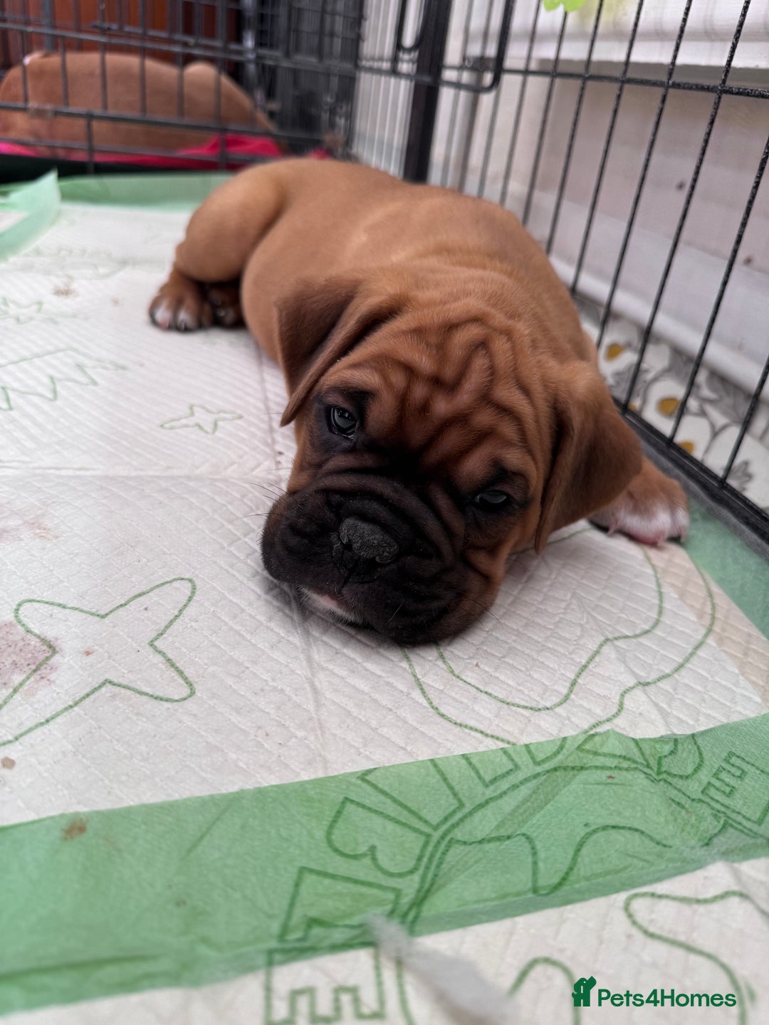 Boxer dogs for sale: 1 Female Boxer X Puppies-Ready Now - Image 29