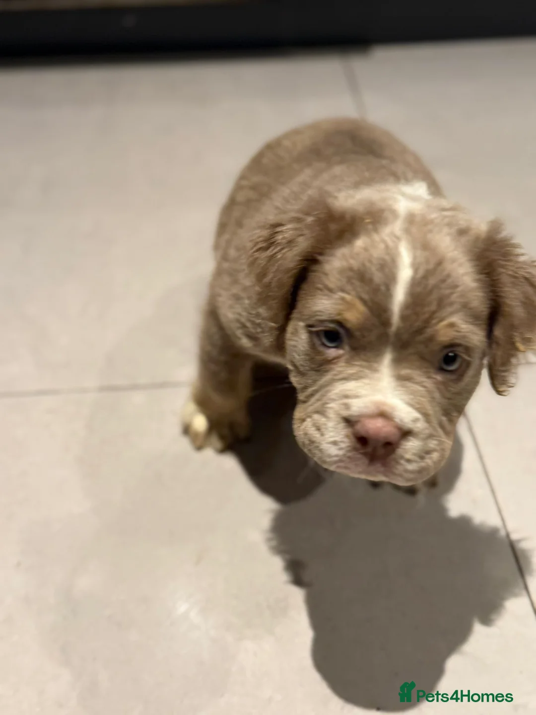 Old Tyme Bulldog dogs for sale: Olde English Fluffy bulldog puppies - Advert 25