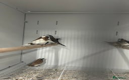 Finches birds for sale: Various Range Stunning Baby Finches  - Image 6