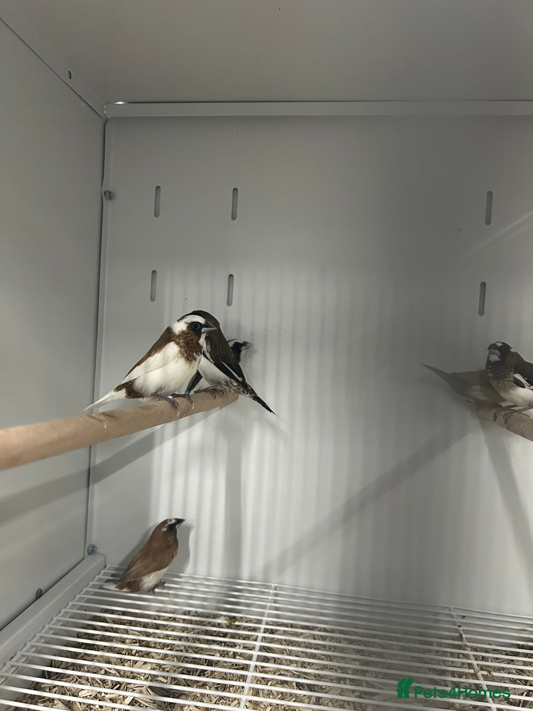 Finches birds for sale: Various Range Stunning Baby Finches  - Image 6