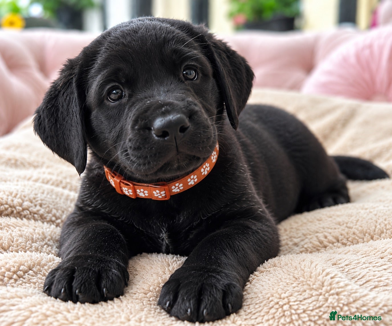Labrador Retriever dogs Gorgeous Black Labrador Boy, Last One Available 🧡 - Advert 1